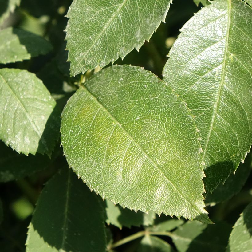 Rosier David Austin Wisley 2008  (Feuillage)