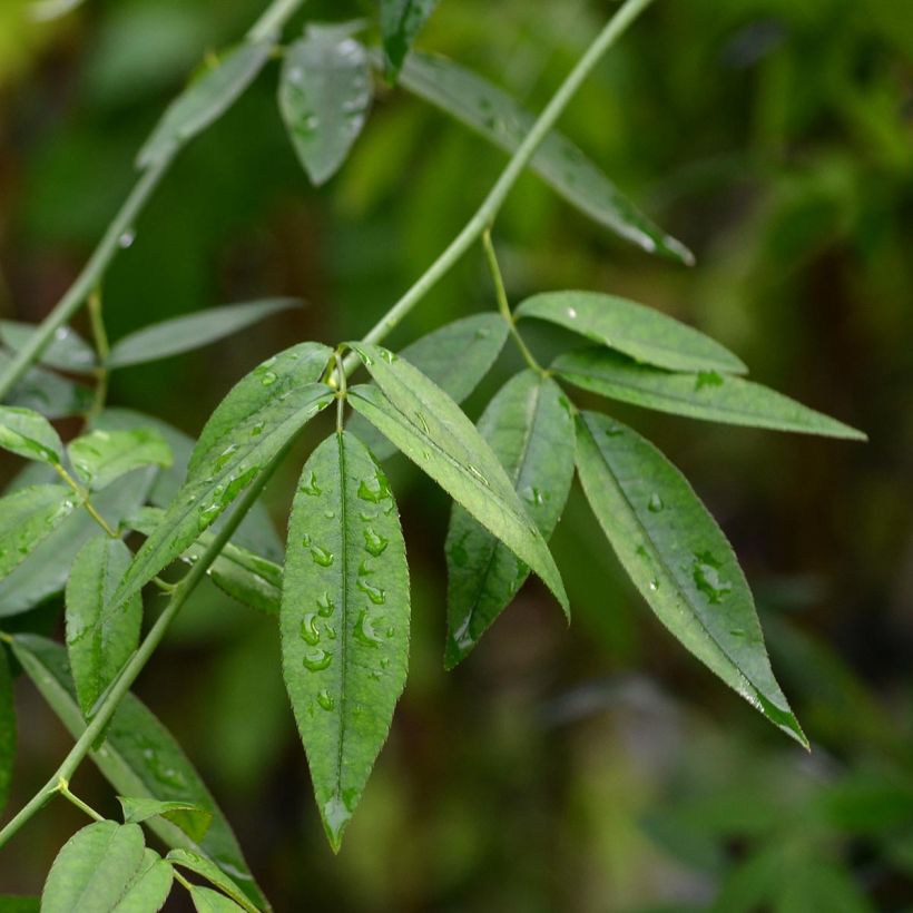 Rosier de Banks Alba Plena - Rosa banksiae (Feuillage)