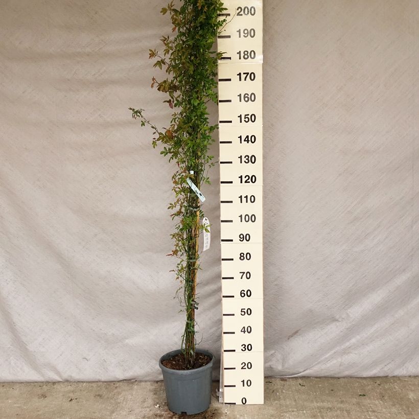 Spécimen de Rosier de Banks Alba Plena - Rosa banksiae Pot de 6L/7L, Sur propres racines (non greffé) tel que livré au printemps