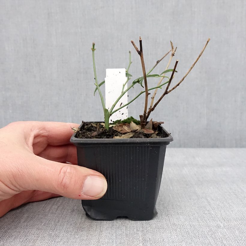 Spécimen de Rosier de Banks Alba Plena - Rosa banksiae Godet de 8/9 cm tel que livré en hiver