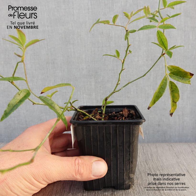 Spécimen de Rosier de Banks Lutea - Rosa banksiae Godet de 8/9 cm tel que livré en automne