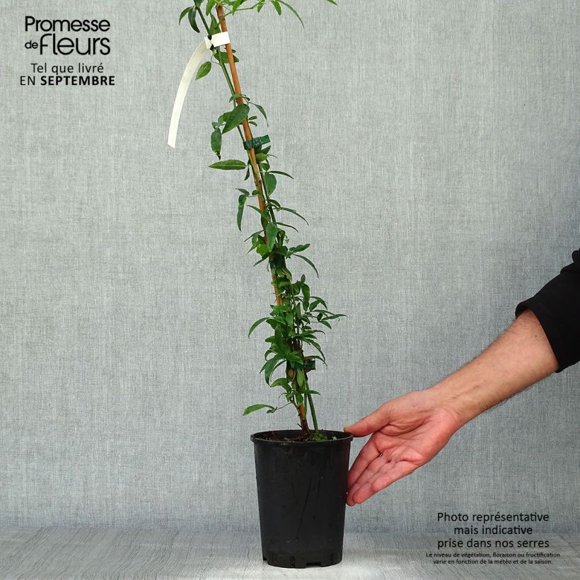 Spécimen de Rosier de Banks Lutea - Rosa banksiae Pot de 2L/3L, Sur propres racines (non greffé) tel que livré en automne