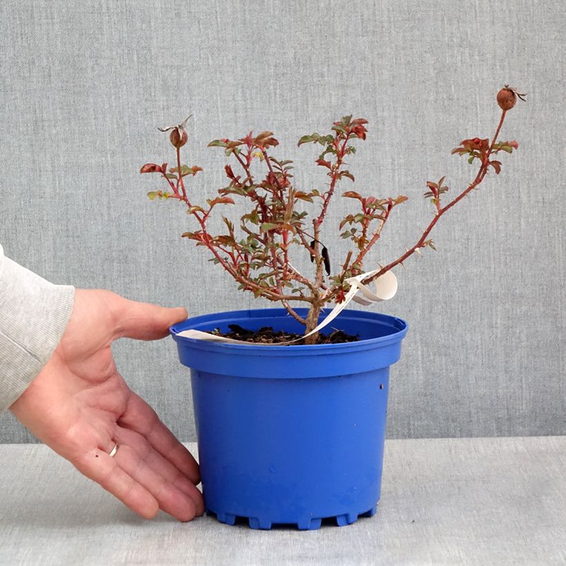 Example of Rosier Decorosier Baia Pot de 2L/3L as you get in printemps