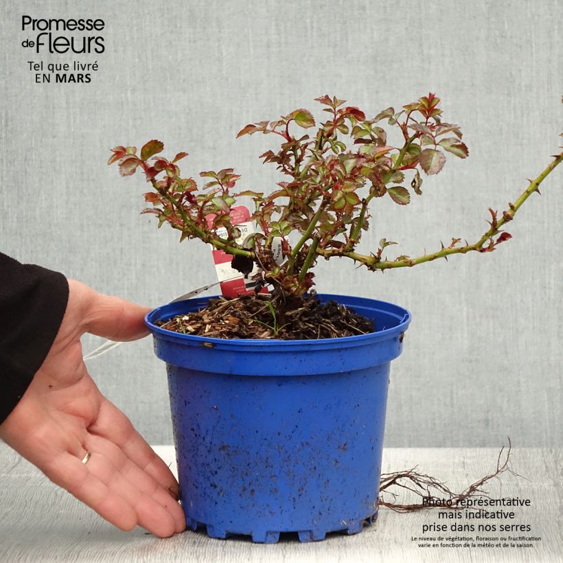 Example of Rosier Décorosier New Vesuvia Pot de 2L/3L as you get in printemps