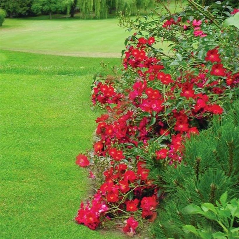 Rosier Décorosiers Vesuvia (Flowering)