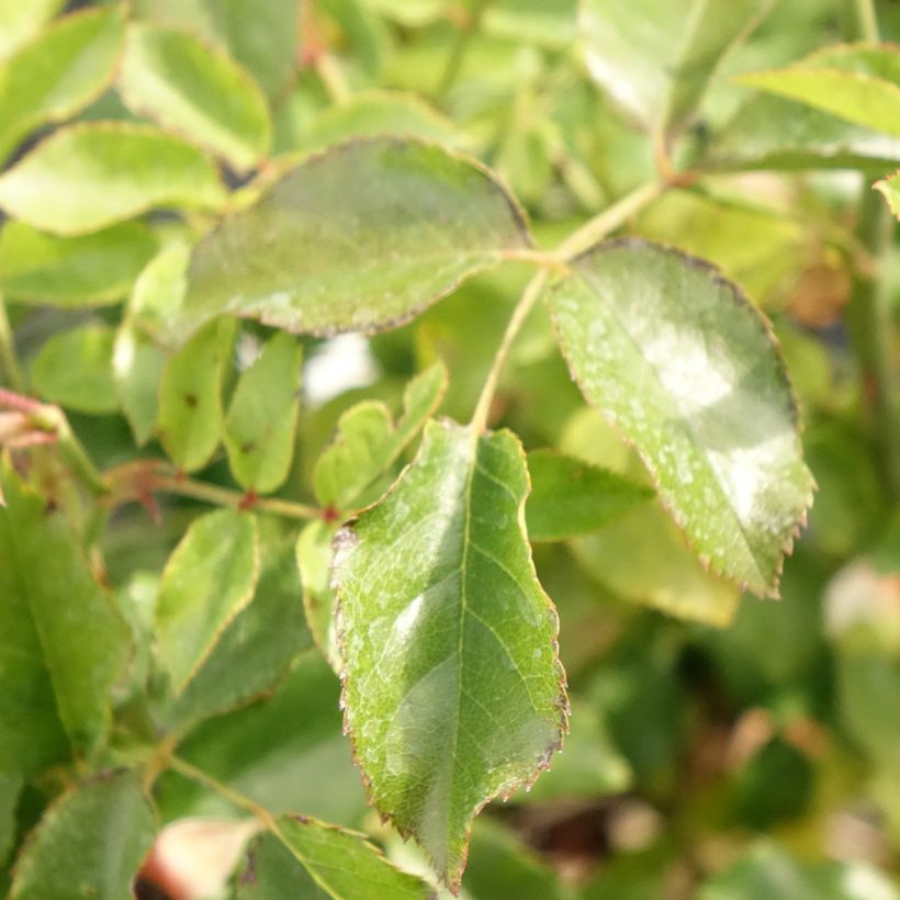 Rosier Décorosiers Calizia (Foliage)