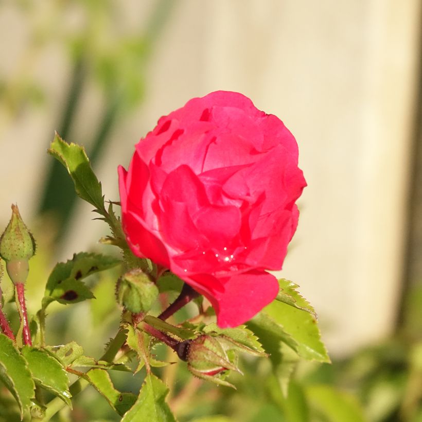 Rosier Décorosiers EMERA (Flowering)