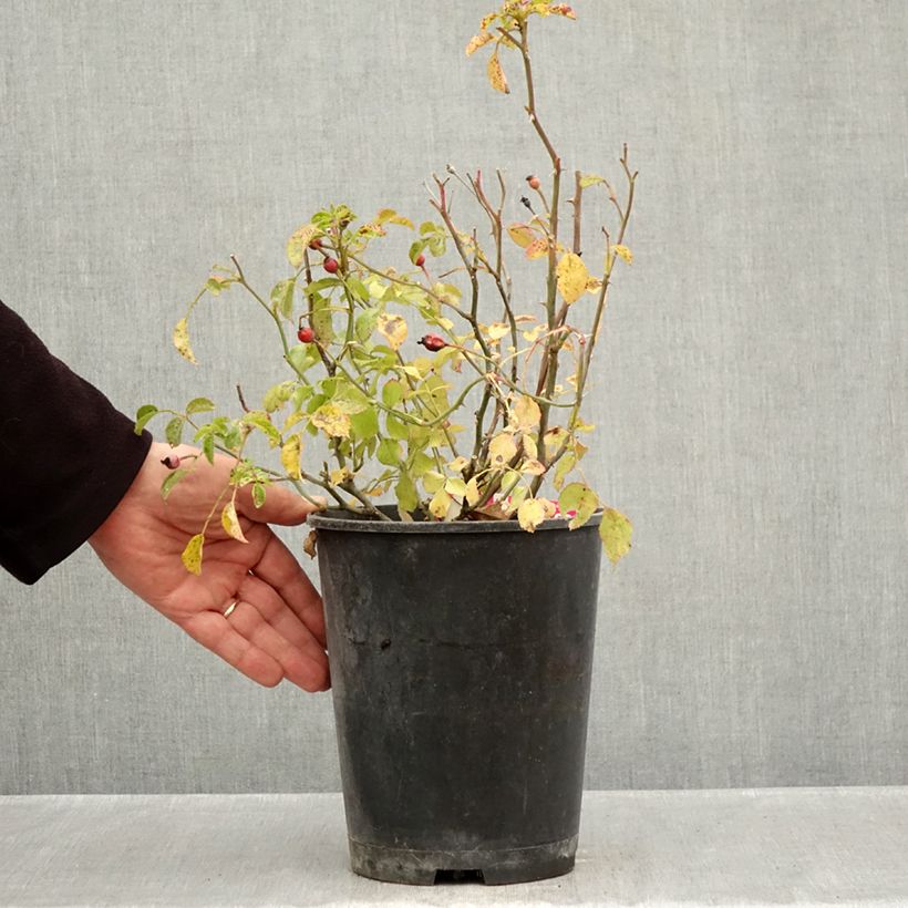Spécimen de Rosier Décorosiers EMERA Pot de 4L/5L tel que livré en automne