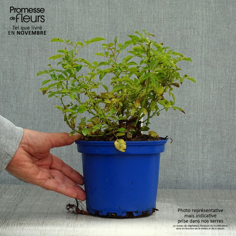 Spécimen de Rosier Décorosiers OPALIA Pot de 2L/3L tel que livré en automne