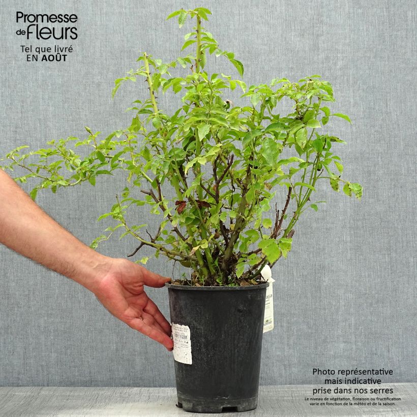 Example of Rosier Décorosiers Opalia Grimpant Pot de 4L/5L as you get in ete