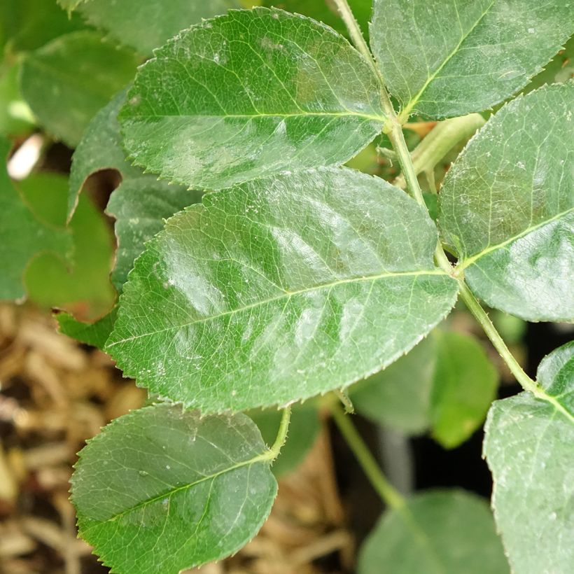 Rosier Décorosiers Purple Voluptia (Feuillage)