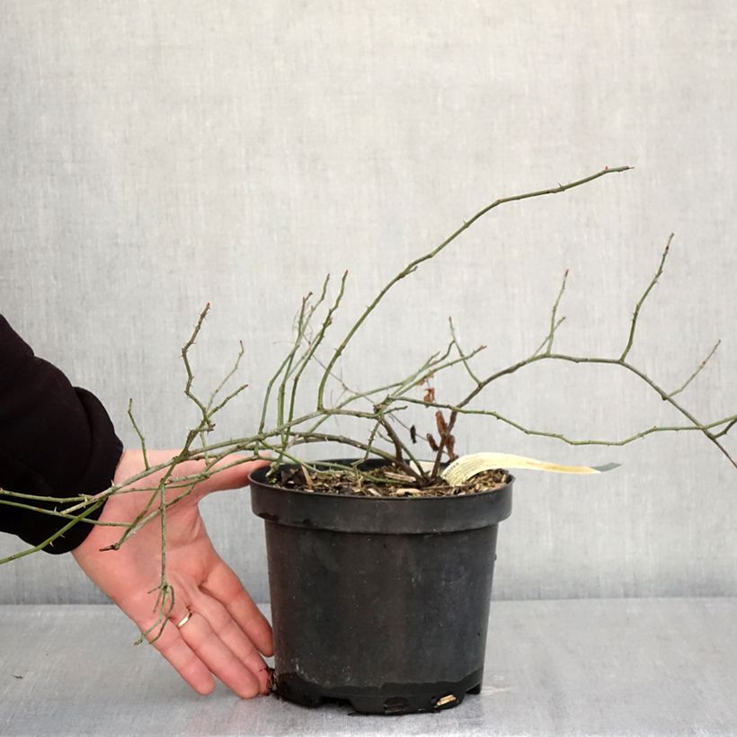 Example of Rosier des champs - Rosa arvensis Pot de 2L/3L as you get in hiver