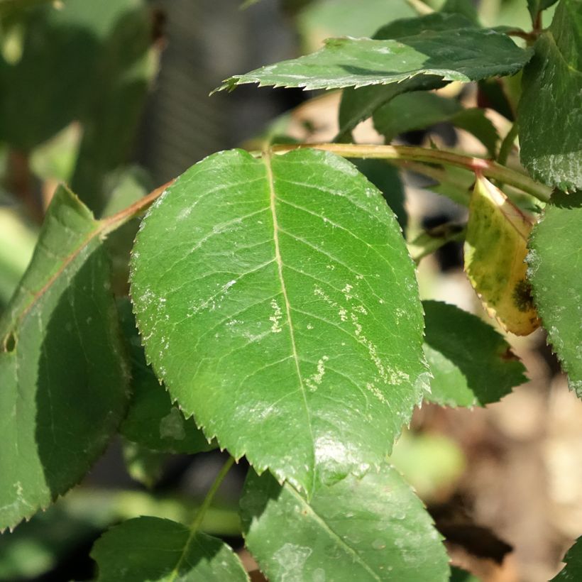 Rosier Dominica Intercomdoor - Buisson à grande fleurs (Foliage)