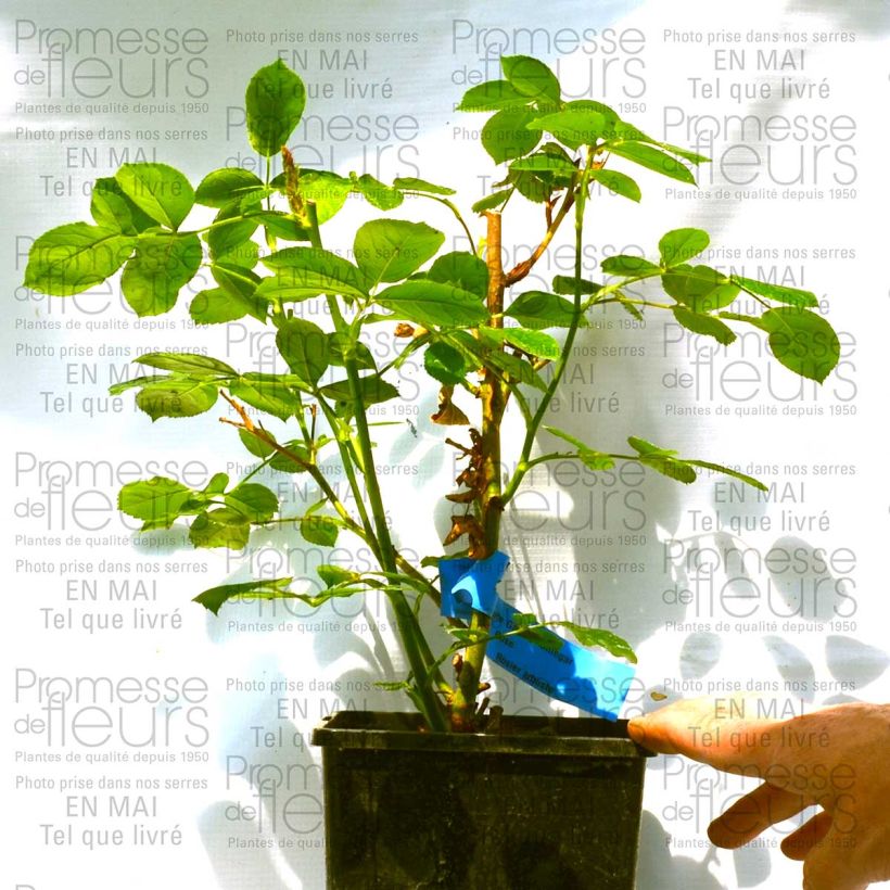 Exemple de spécimen de Rosier à fleurs groupées Emile Garcin Pot de 4L/5L tel que livré