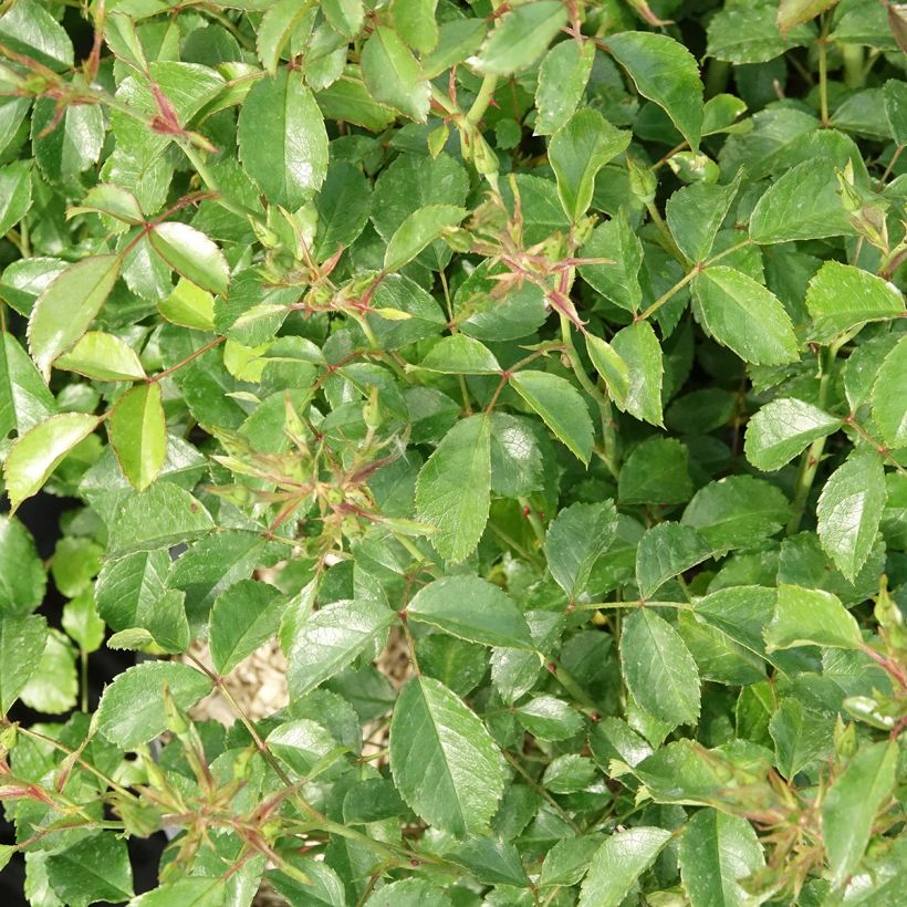 Rosier Fortuna (Feuillage)