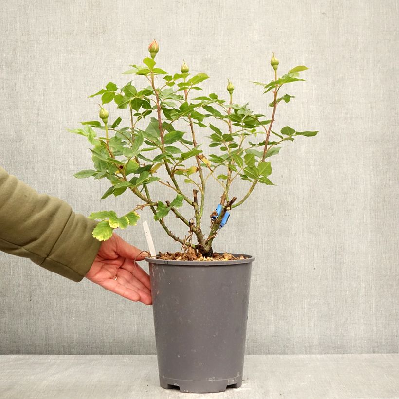 Spécimen de Rosier Generosa 100 Idées Jardin Pot de 4L/5L tel que livré au printemps