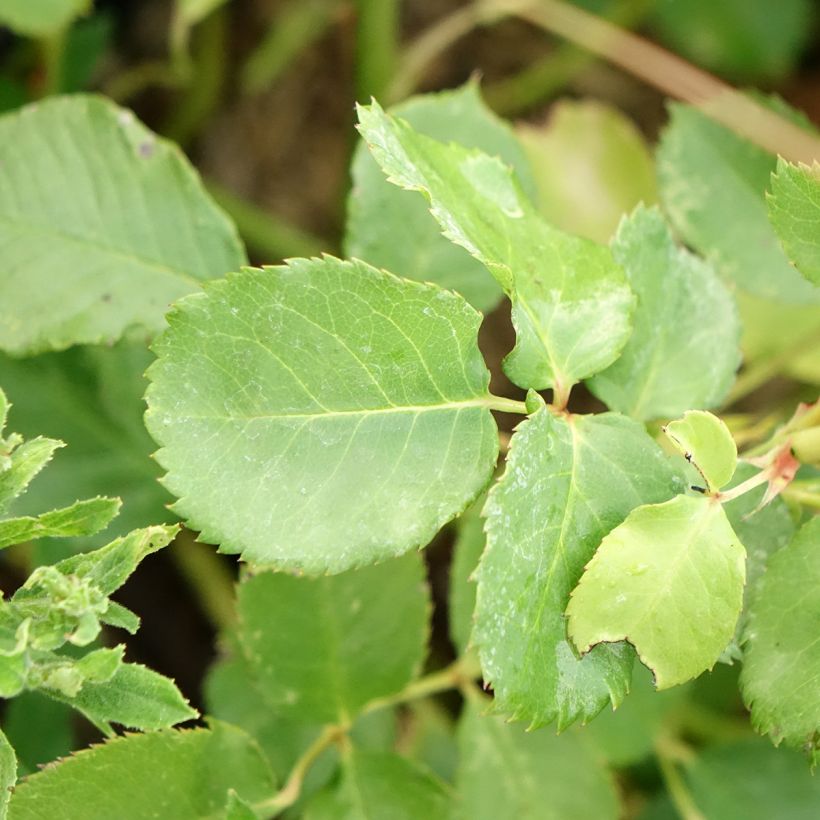 Rosier Generosa Agnès Schilliger (Feuillage)