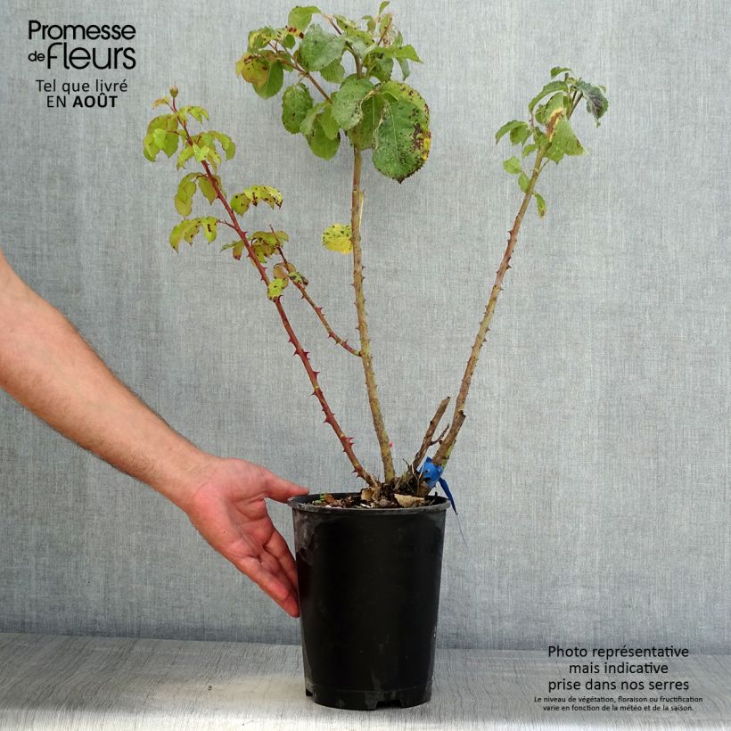 Example of Rosier Generosa Emilien Guillot Pot de 4L/5L as you get in ete