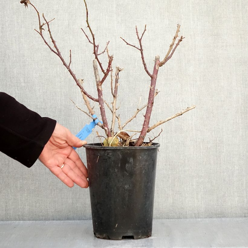 Spécimen de Rosier Generosa Emilien Guillot Pot de 4L/5L tel que livré en automne