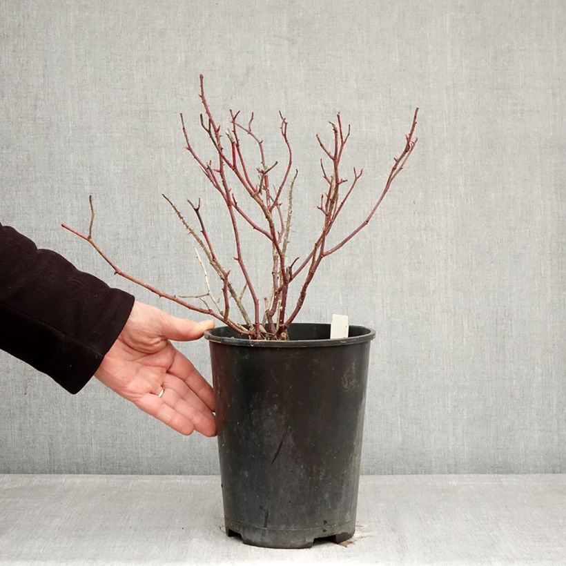 Example of Rosier Generosa Fiona Gelin Pot de 4L/5L as you get in hiver