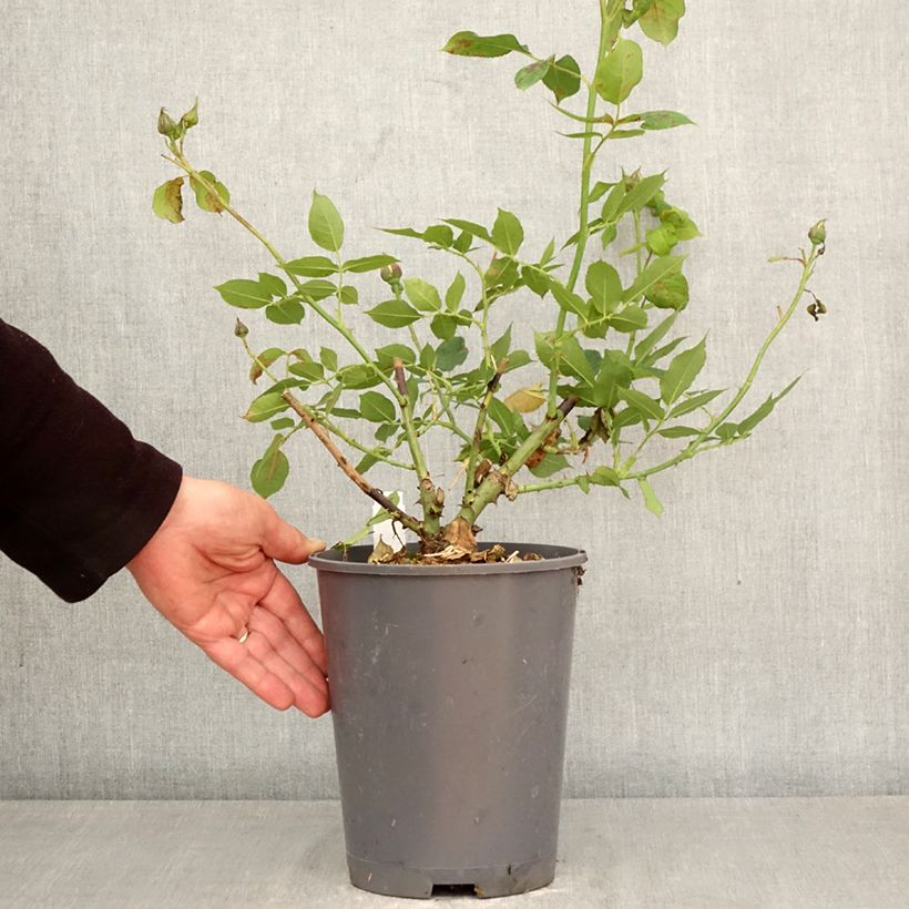 Spécimen de Rosier Generosa Nicole Mioulane Pot de 4L/5L tel que livré au printemps
