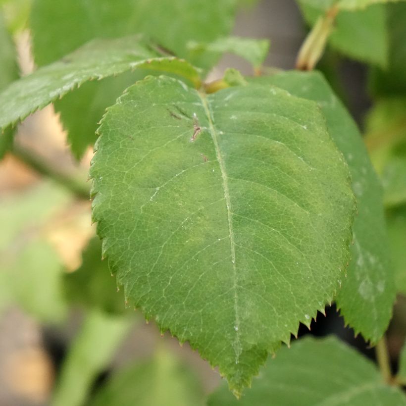 Rosier Generosa Paul Bocuse (Foliage)