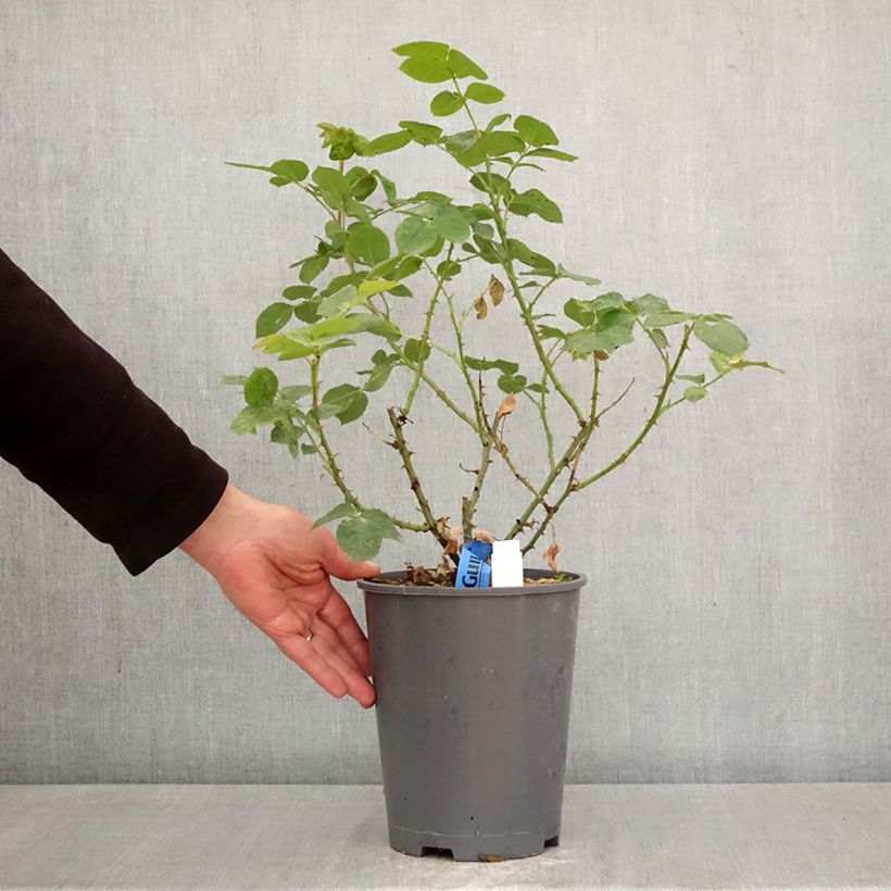 Spécimen de Rosier Generosa Rosomane Janon Pot de 4L/5L tel que livré au printemps