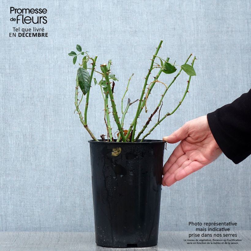 Spécimen de Rosier grimpant Alaska  Pot de 4L/5L tel que livré en automne