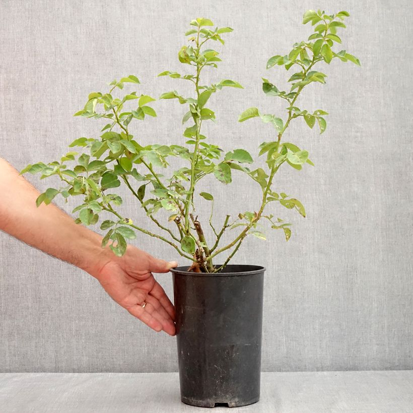 Spécimen de Rosier grimpant Alchymist Pot de 4L/5L tel que livré en été