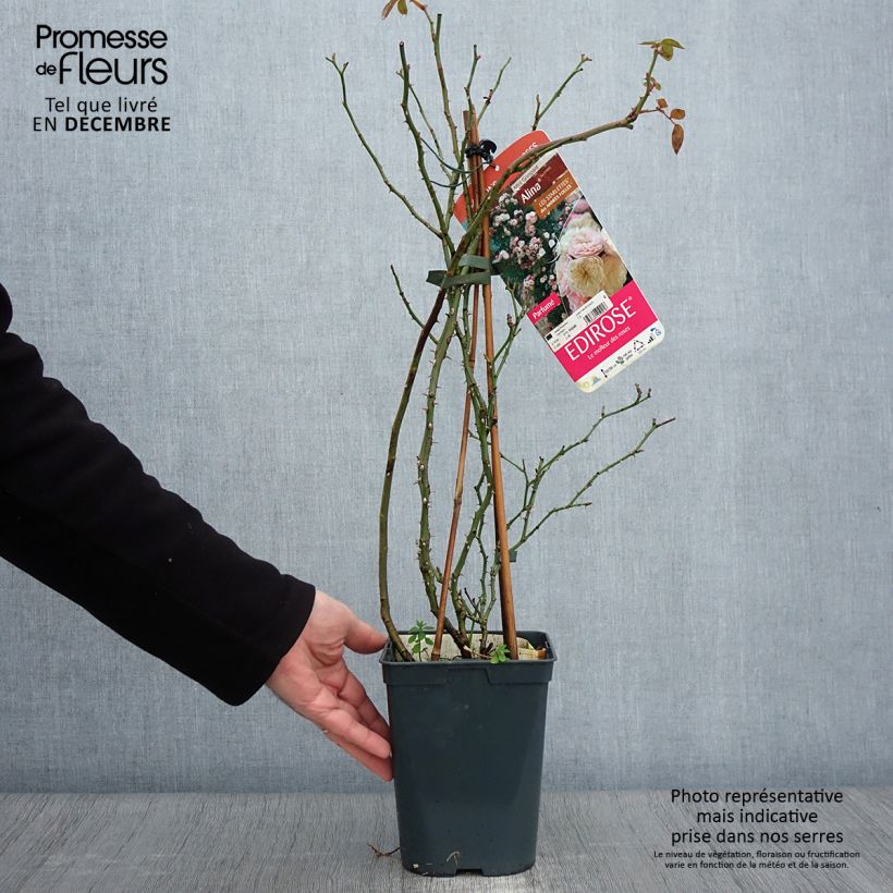 Spécimen de Rosier grimpant Starlet Rose Alina Pot de 4L/5L tel que livré en automne