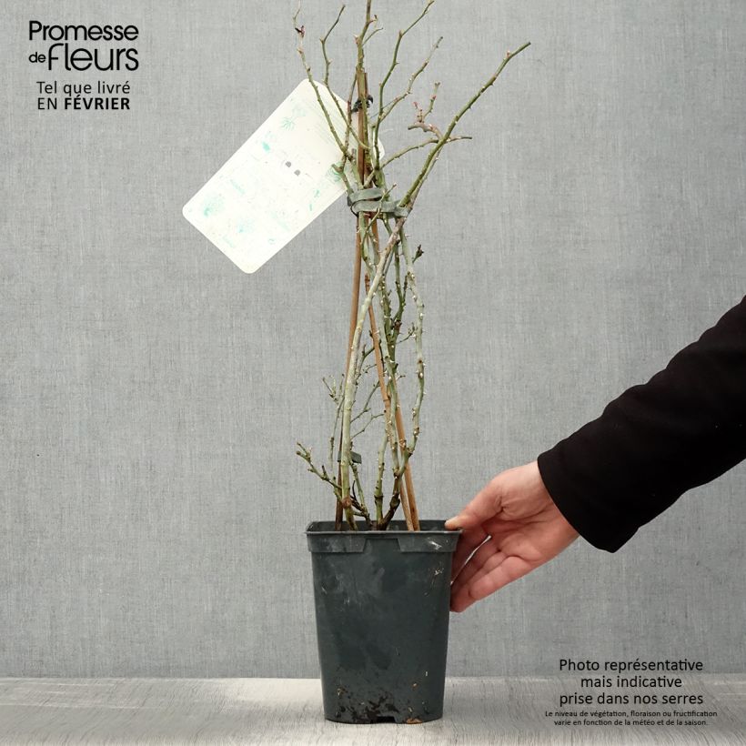 Example of Rosier grimpant Starlet Rose Alina Pot de 4L/5L as you get in hiver