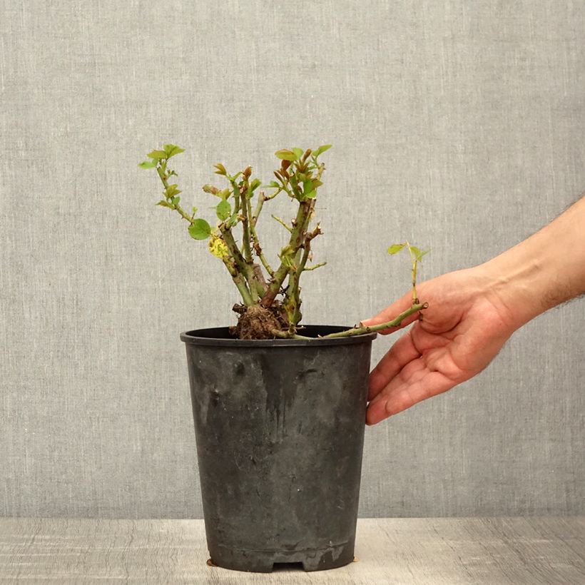 Example of Rosier grimpant Allegro Pot de 4L/5L as you get in printemps