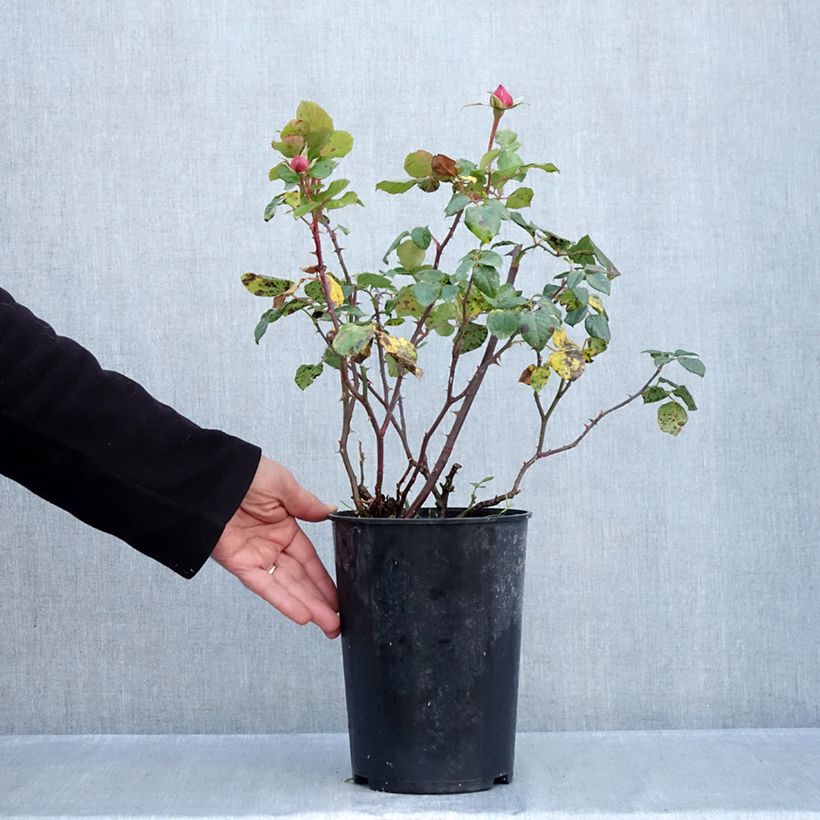 Spécimen de Rosier grimpant Aloha ancien Pot de 4L/5L tel que livré en automne