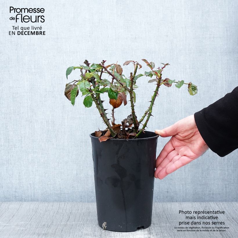Spécimen de Rosier grimpant Aloha de Kordes KORwesrug Pot de 4L/5L tel que livré en automne