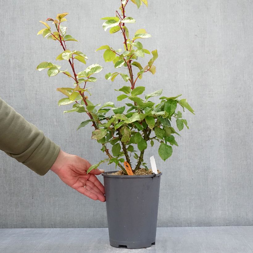 Spécimen de Rosier grimpant André Le Nôtre Pot de 4L/5L tel que livré au printemps