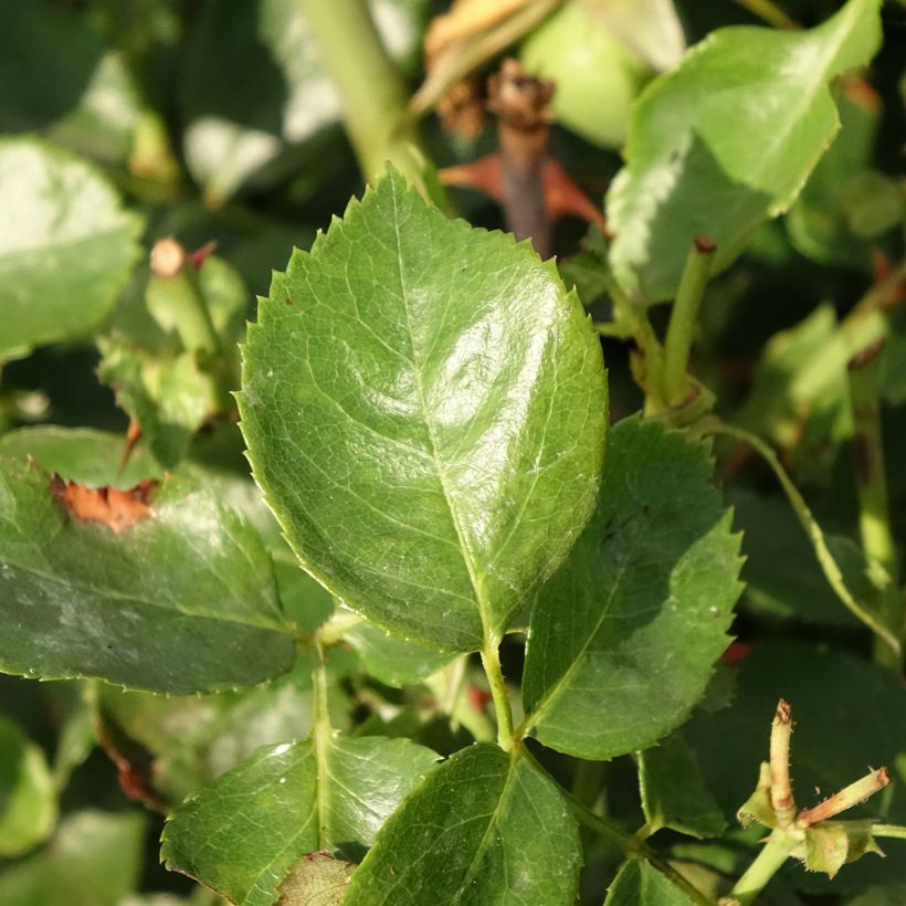 Rosier grimpant Bantry Bay (Foliage)