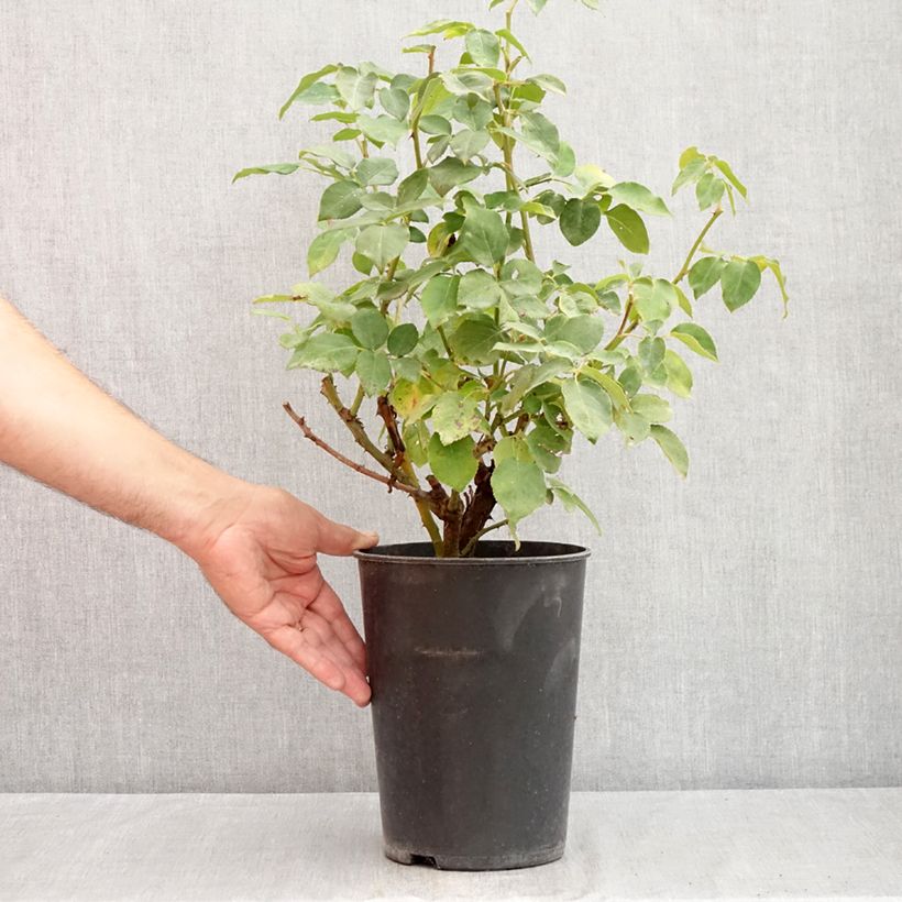 Spécimen de Rosier grimpant Belle de Londres (Compassion) Pot de 4L/5L tel que livré en été