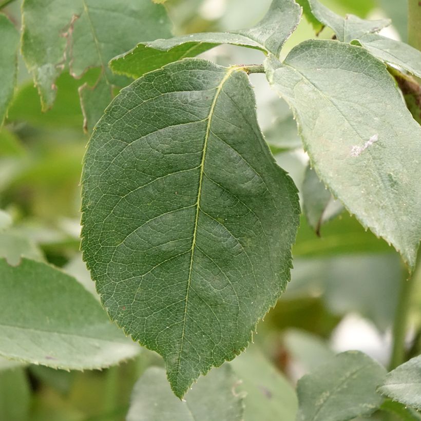 Rosier grimpant Belle de Londres (Compassion) (Foliage)