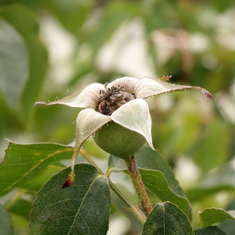 Rosier grimpant Belle de Londres (Compassion) (Harvest)