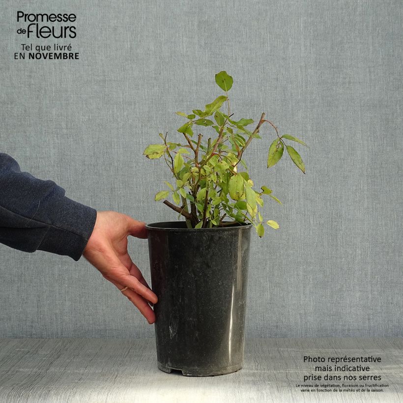 Spécimen de Rosier grimpant Cécile Brunner Pot de 4L/5L tel que livré en automne