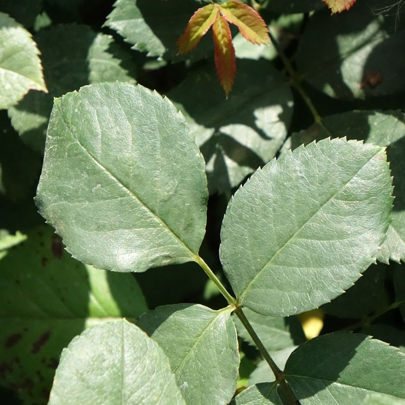 Rosier grimpant Cherry Explosion (Feuillage)
