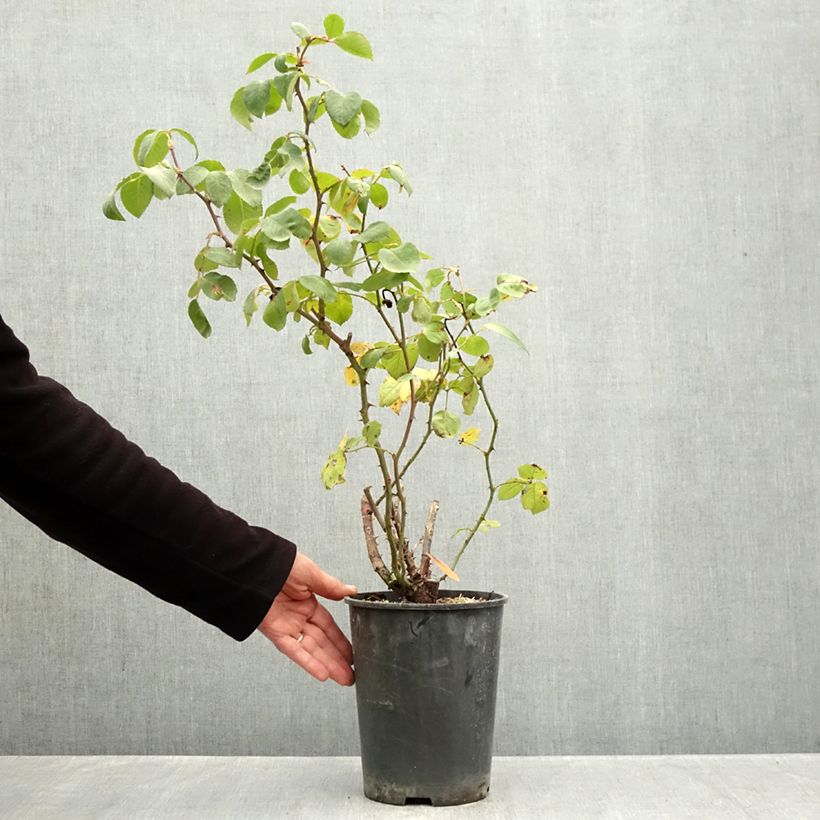Spécimen de Rosier grimpant Cherry Explosion Pot de 4L/5L tel que livré en automne
