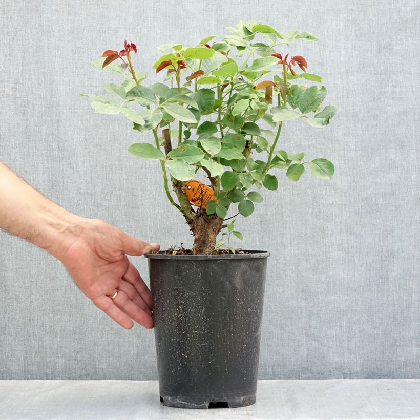 Spécimen de Rosier grimpant Cherry Explosion Pot de 4L/5L tel que livré en été