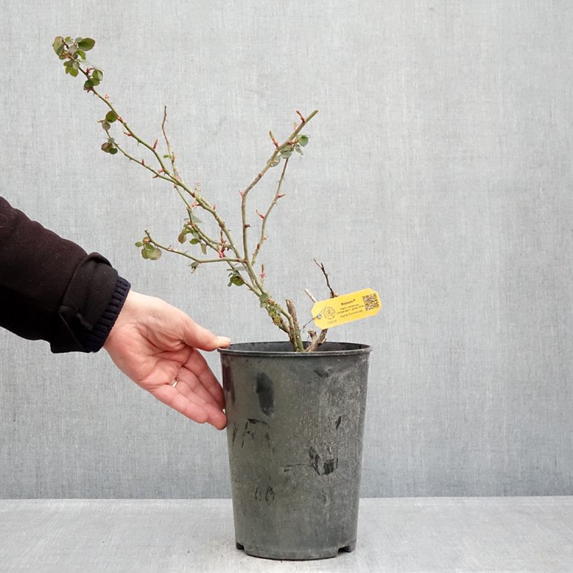 Example of Rosier grimpant Climbing Max Bajazzo® Pot de 3L/4L as you get in hiver