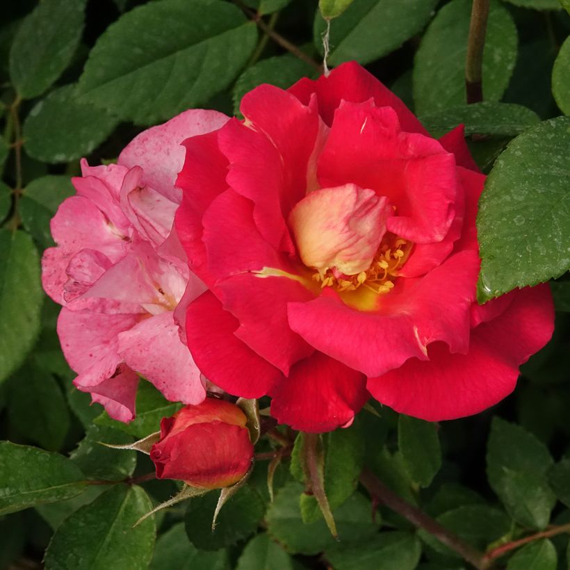Rosier grimpant Climbing Max Bajazzo® (Floraison)