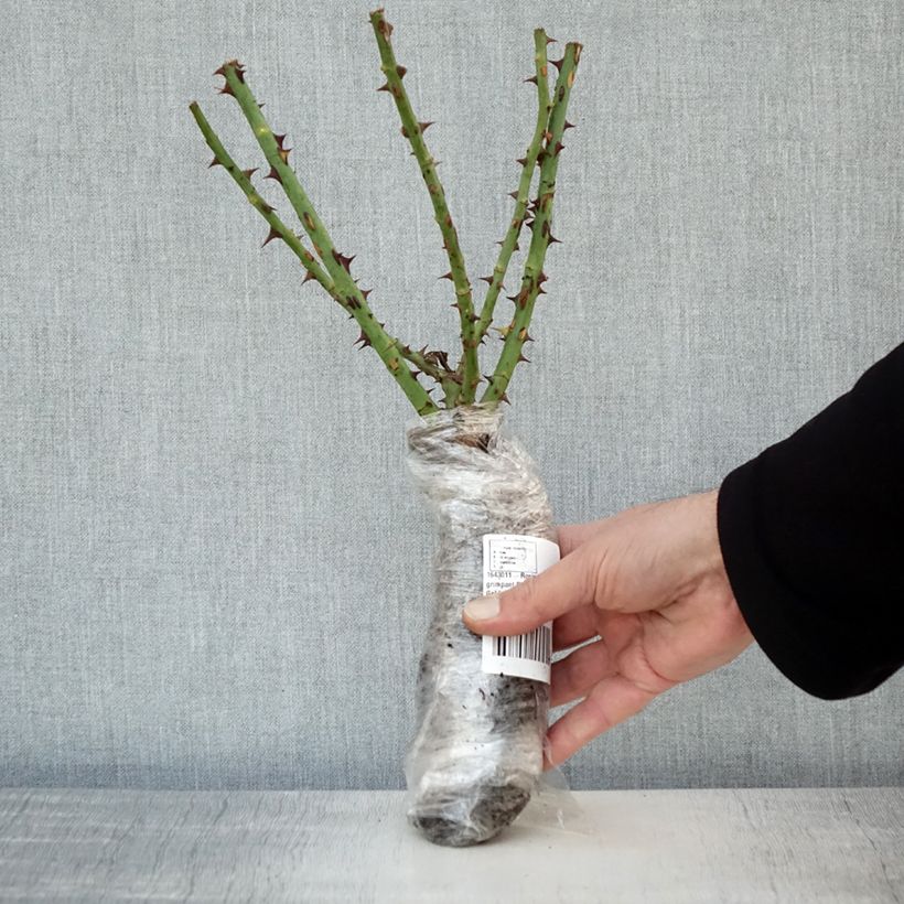 Example of Rosier grimpant Climbing Max Golden Gate Racines nues en motte as you get in hiver