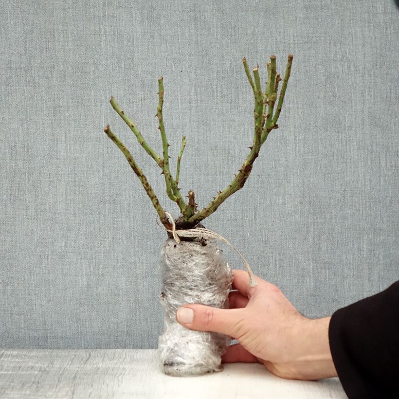 Example of Rosier grimpant Climbing Max Jasmina Racines nues en motte as you get in hiver