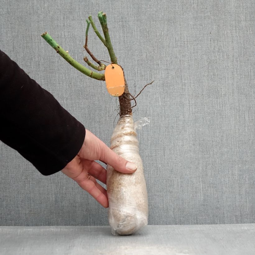 Example of Rosier grimpant Climbing Max Kiss me Kate Racines nues en motte as you get in hiver