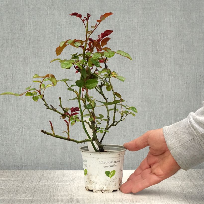 Example of Rosier grimpant Cocktail Pot de 10 cm/11cm, Issu de bouture as you get in printemps