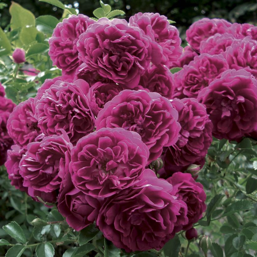 Rosier grimpant Crimson Shower (Flowering)